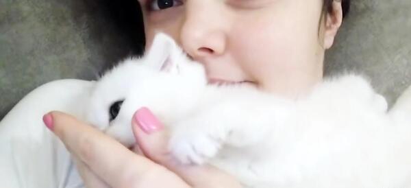 عکس گربه خوشگل سفید