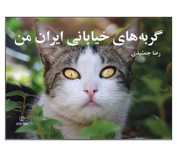عکس گربه خیابانی در ایران