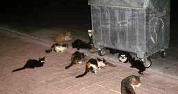 عکس گربه خیابانی در ایران