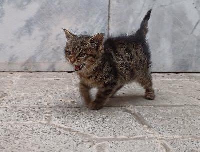عکس گربه خیابانی بچه