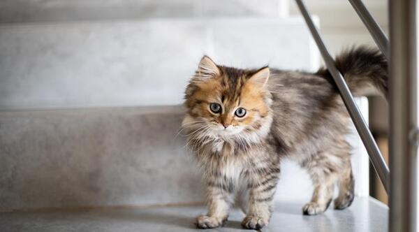 عکس گربه خیابانی بچه