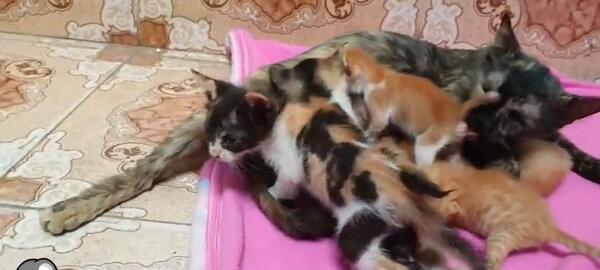 عکس گربه خیابانی بچه