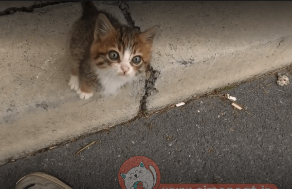 عکس گربه خیابانی بچه