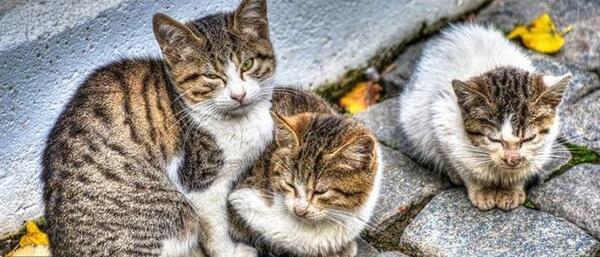 عکس گربه خیابانی بچه