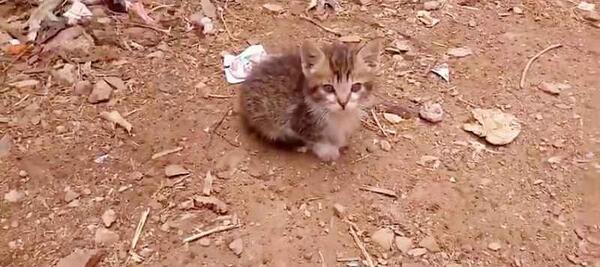 عکس گربه خیابانی بچه
