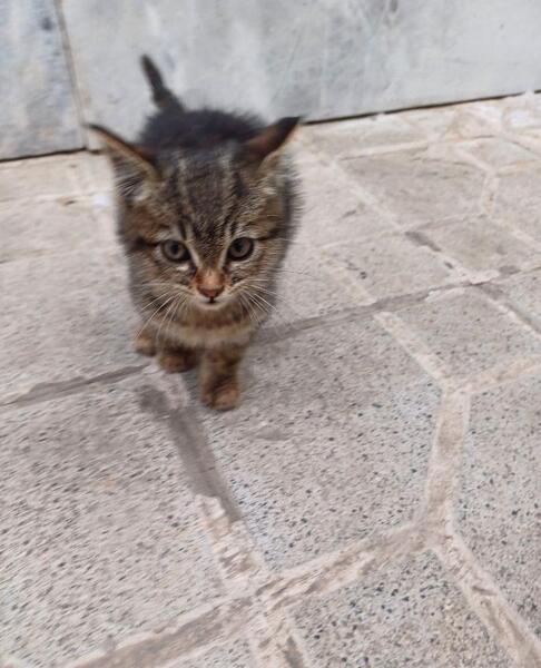 عکس گربه خیابانی بچه