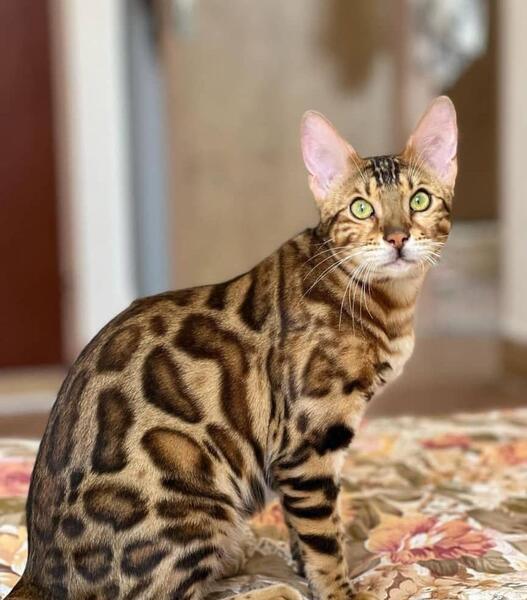 عکس گربه خیابانی سیاه