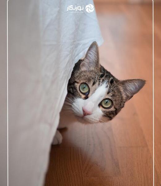 عکس گربه خیابانی واقعی