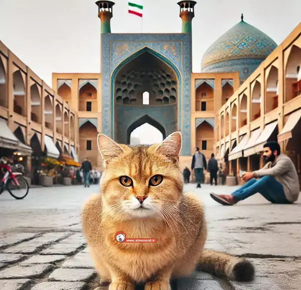 عکس گربه خیابانی واقعی