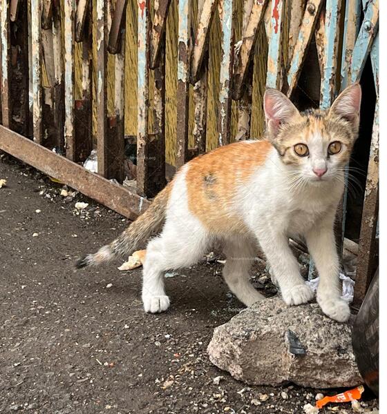 عکس گربه خیابانی کیوت