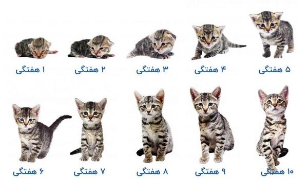عکس گربه خیابانی کیوت