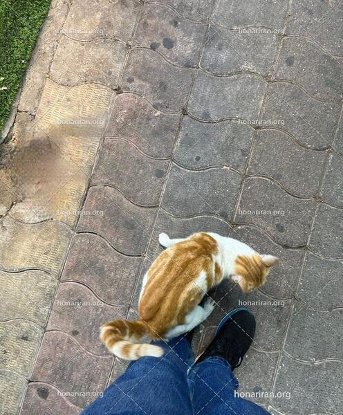 عکس گربه خیابانی با کیفیت