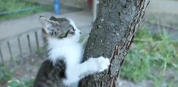 عکس گربه خیابانی خوشگل
