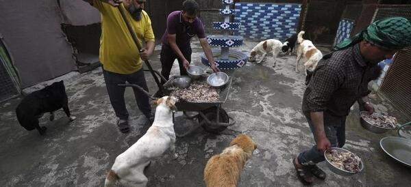 عکس گربه خیابانی ایرانی