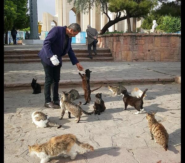 عکس گربه خیابانی ایرانی