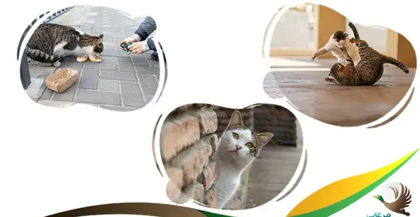 عکس گربه خیابانی ایرانی