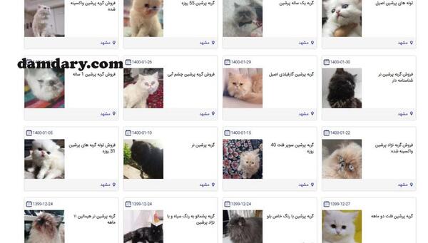 عکس گربه خیابانی ایرانی