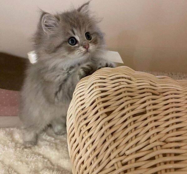 عکس گربه خسته برای پروفایل