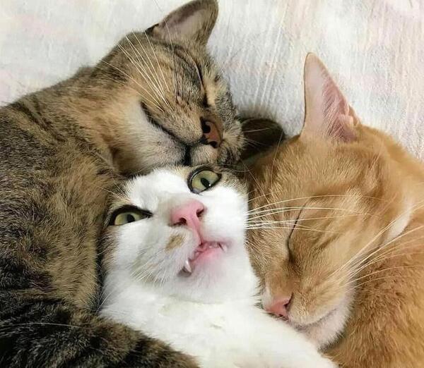 عکس گربه خسته خنده دار