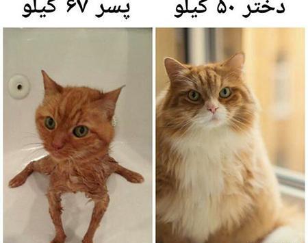 عکس گربه خسته خنده دار