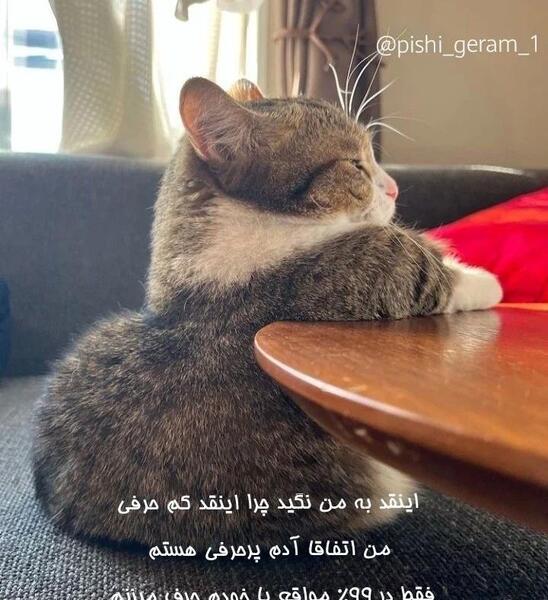 عکس گربه خسته خنده دار