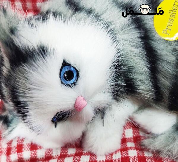 عکس گربه خوابیده واقعی