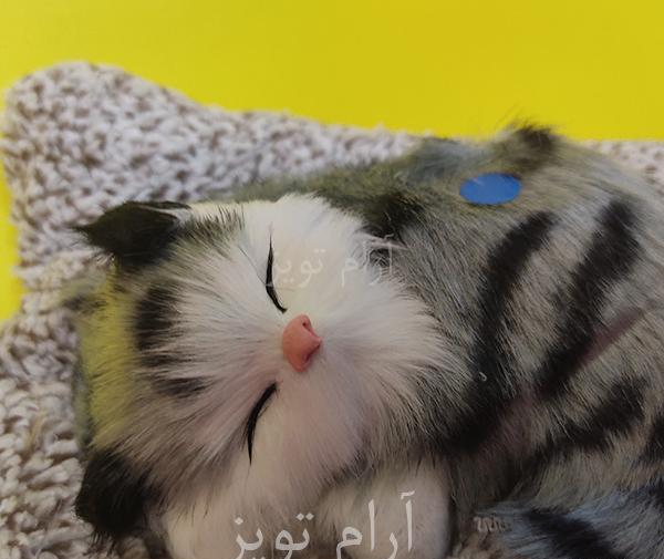عکس گربه خوابیده واقعی