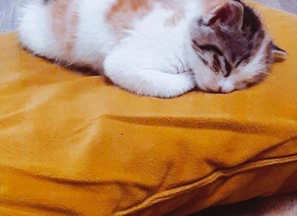 عکس گربه که خوابیده