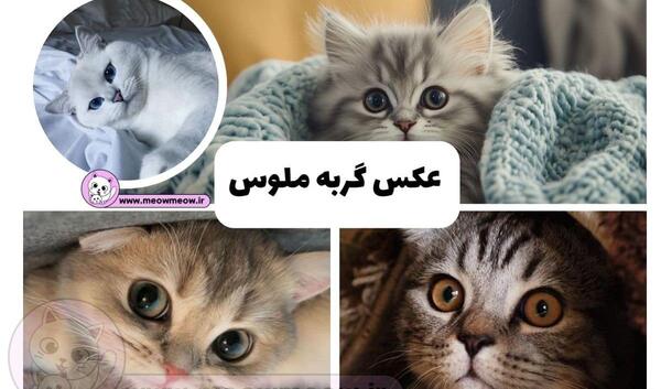 عکس گربه خیلی ناز کوچولو