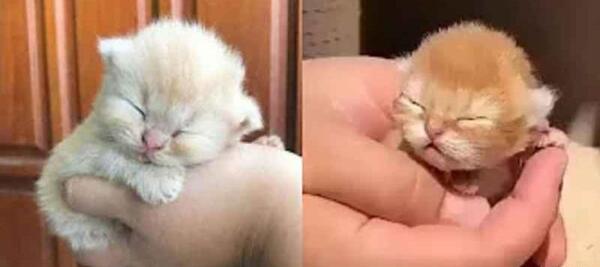 عکس گربه خیلی ناز کوچولو
