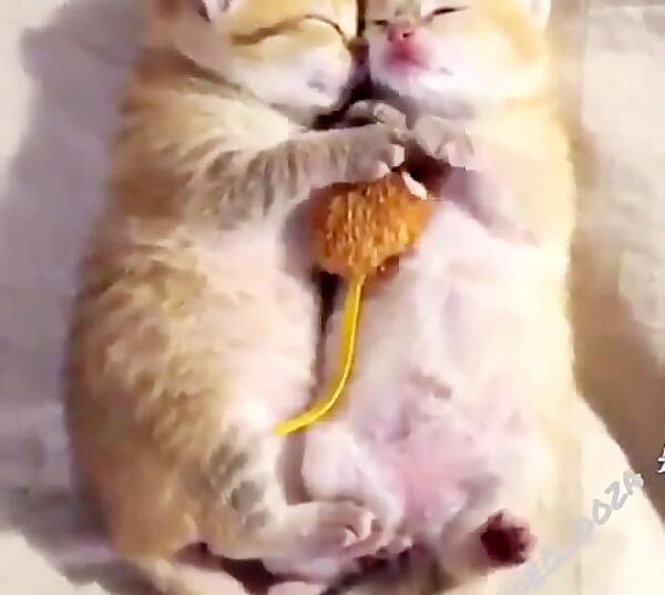 عکس گربه دونفره عاشقانه