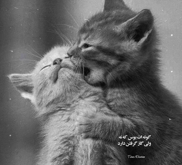 عکس گربه دونفره عاشقانه
