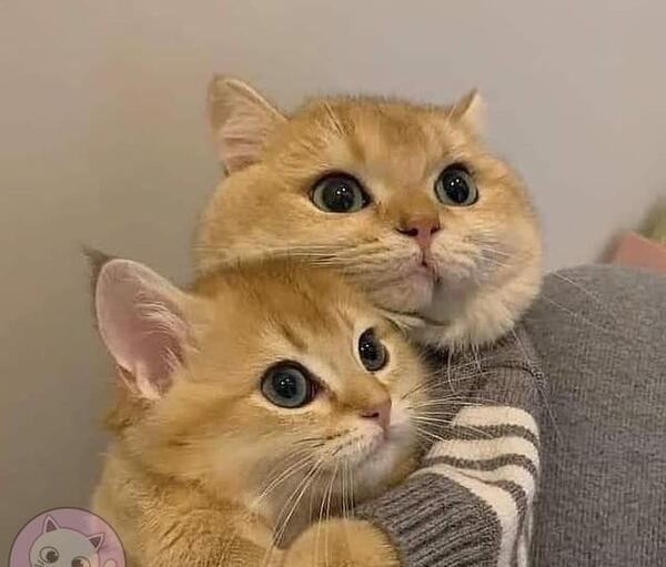 عکس گربه گوگولی دونفره