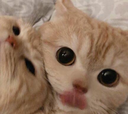 عکس ست دونفره گربه
