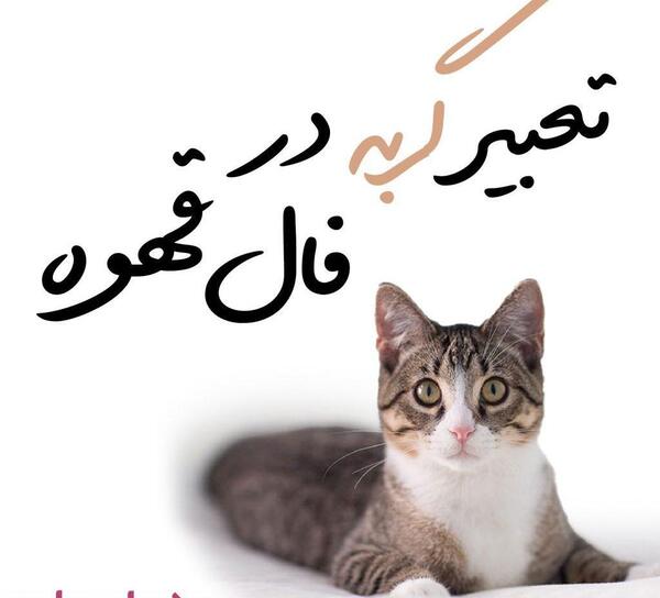 عکس گربه تو فال قهوه