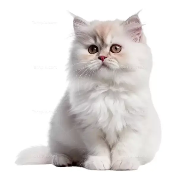 عکس گربه سفید در خانه