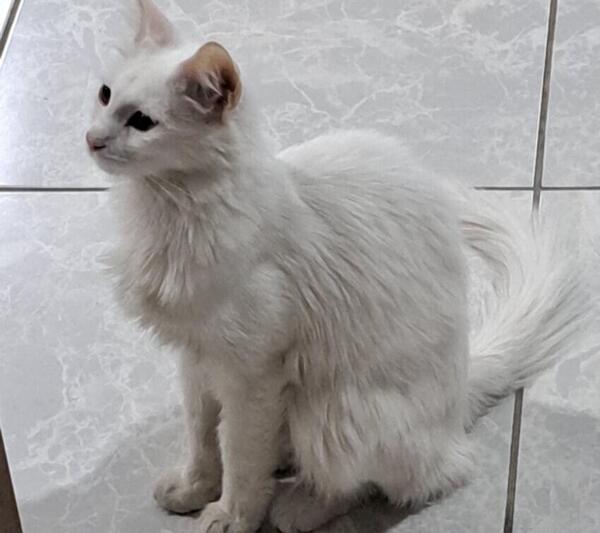 عکس گربه واقعی در خانه
