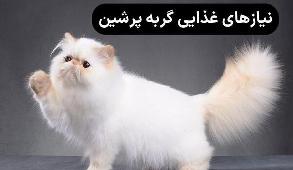 عکس گربه پرشین در خانه