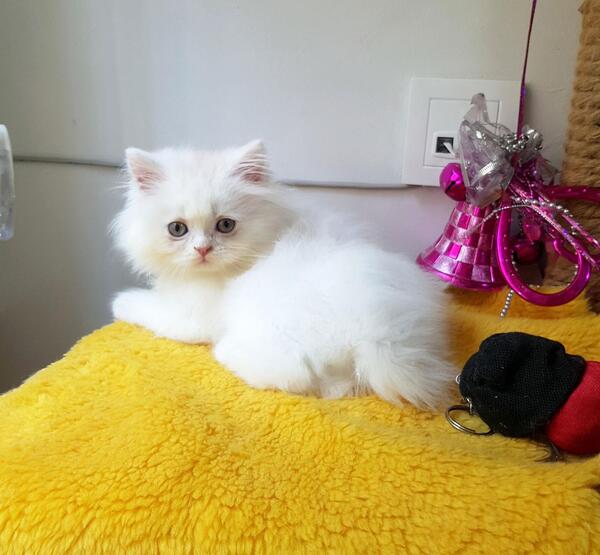 عکس گربه پرشین در خانه