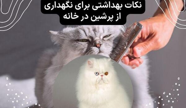 عکس گربه پرشین در خانه