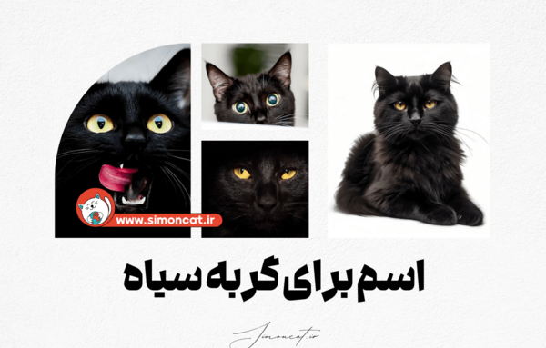 عکس گربه سیاه در شب