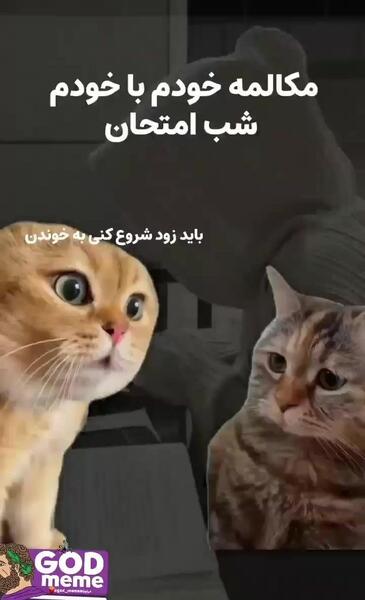 عکس گربه شب