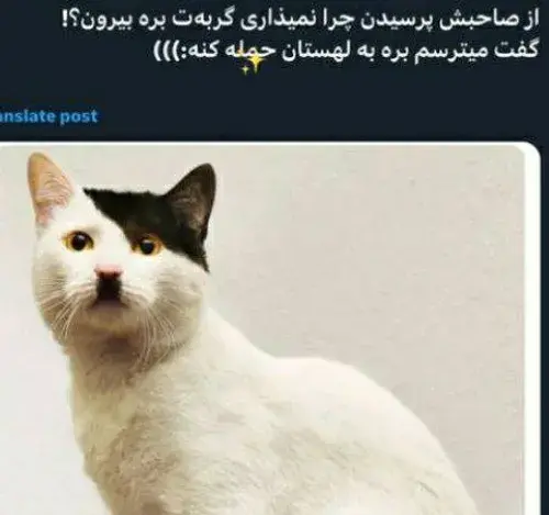 عکس گربه شبیه هیتلر