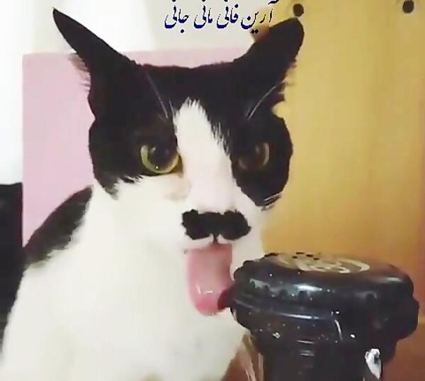 عکس گربه شبیه هیتلر