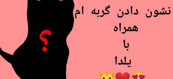 عکس گربه شب یلدا