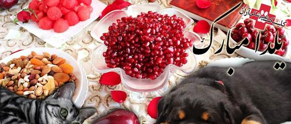 عکس گربه شب یلدا