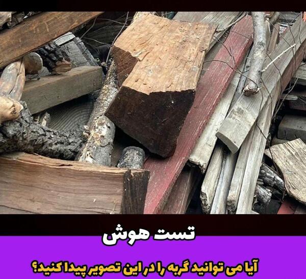 گربه را در عکس پیدا کنید