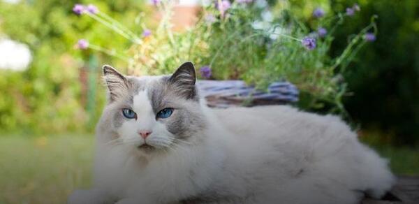 عکس گربه نژاد رگدال