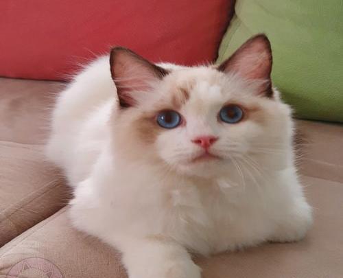 عکس گربه نژاد رگدال