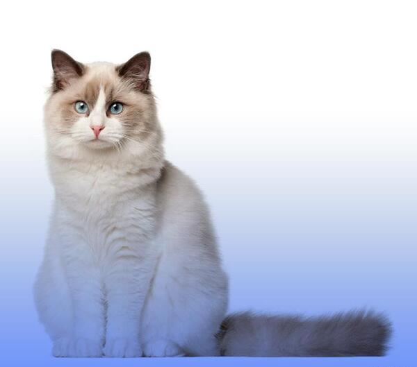 عکس گربه نژاد رگدال